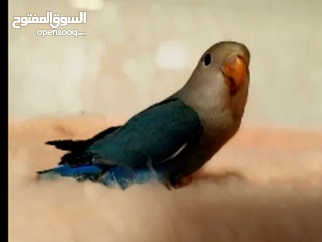 كنار وروز وكوكتيل مع 3 قفاص كلهم