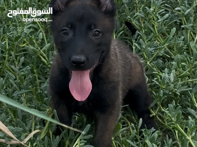 مالينو دارك