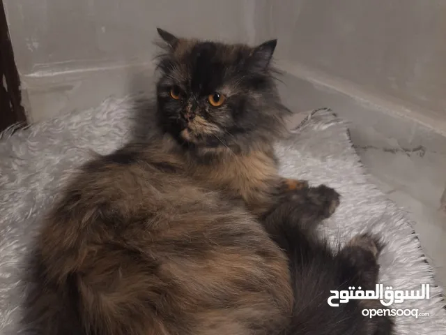 قط شانشيلا انثى هادية جدا عمرها 8 اشهر معها ليتر بوكس