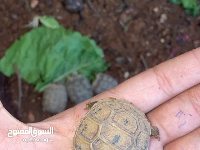 سلحفاة بيبي جميلة جدا للاطفال