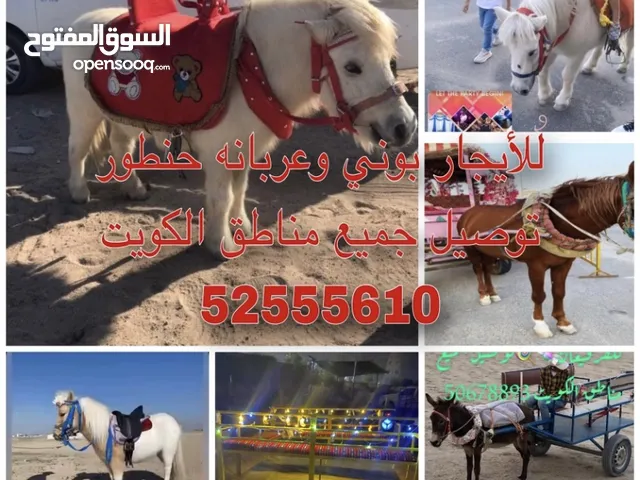 للأيجار بوني وعربانه حنطور توصيل جميع مناطق الكويت احجز الان