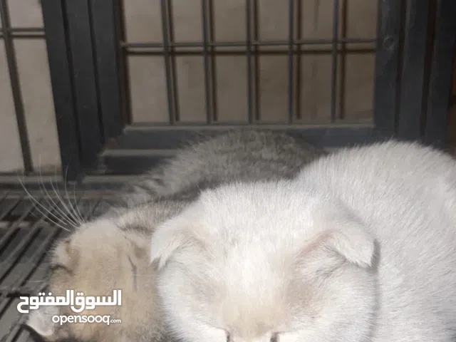 قطتين سكوتش فولد ذكر