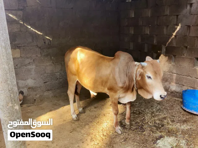 ثور اثيوبي مطعوم للبيع