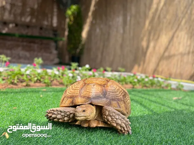 سلحفاة سولكاتا المميزة