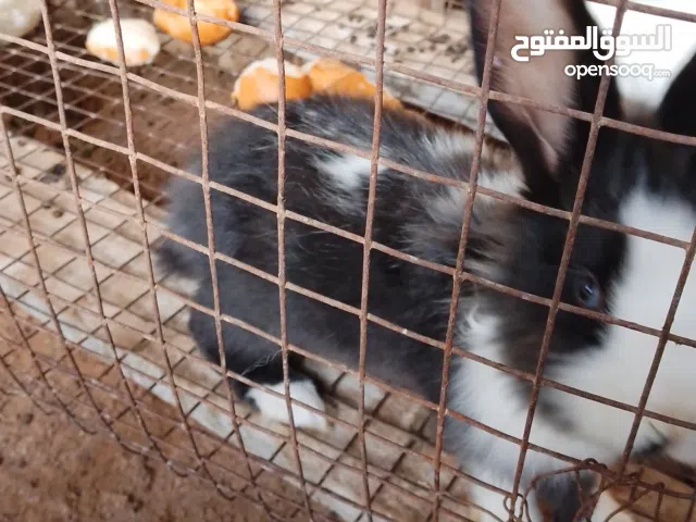 السلام عليكم ارانب للبيع