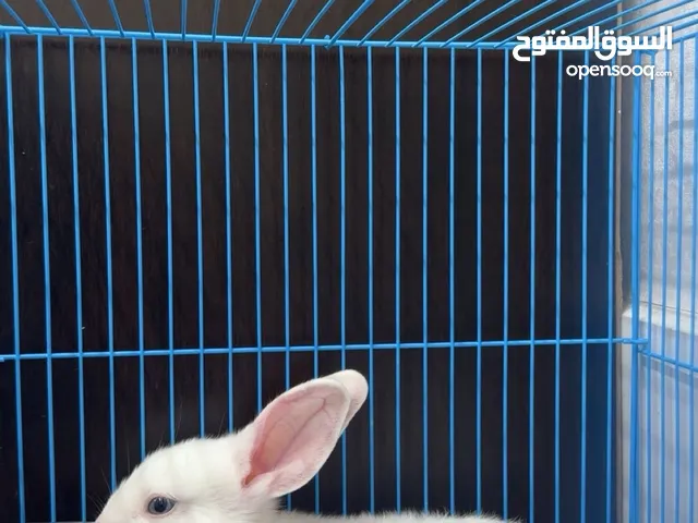 ارانب ما فيهم ولا شي مع قفص