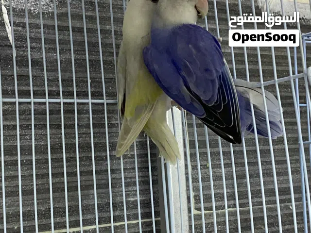 ازواج روز منتجه