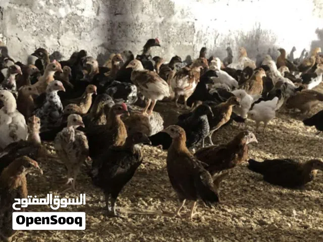 دواجن محلية ودواجن حبشية