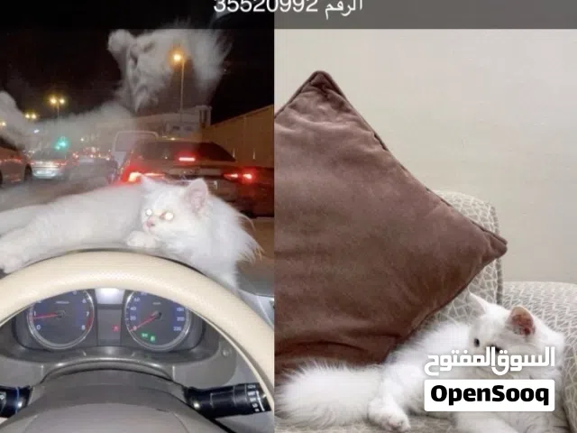 للتبني قطة