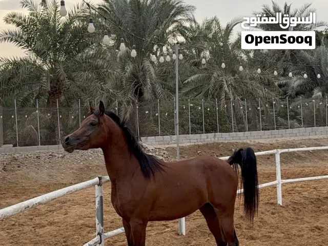 فحل جواز واهو