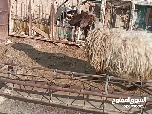 نعجه حبات لحم ومقنوي