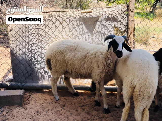 السلام عليكم خروف لبيع ربي يبارك