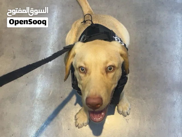 كلب لابرادور مطعم كل تطعيماته صغير عمره 9 شهور لعوب و حماسي مدرب بعض التدريبات الخفيفه