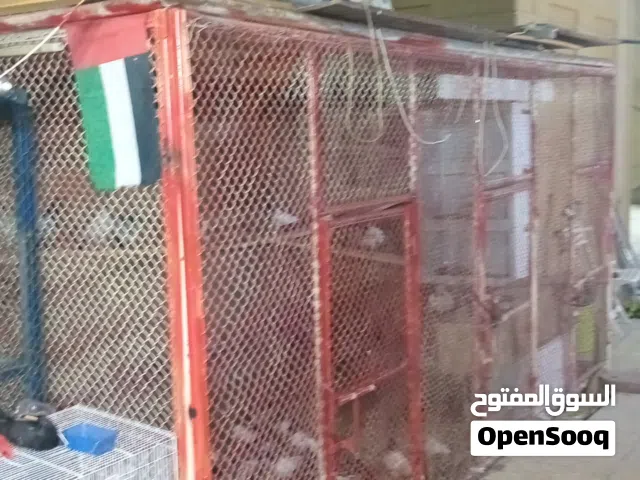 قفص حمام تفصيل  كبير