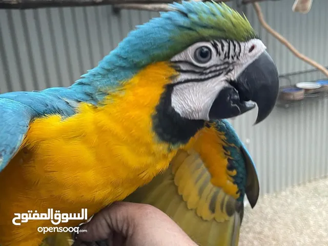 Pair of Blue and Gold Macaw Parrots For Sale