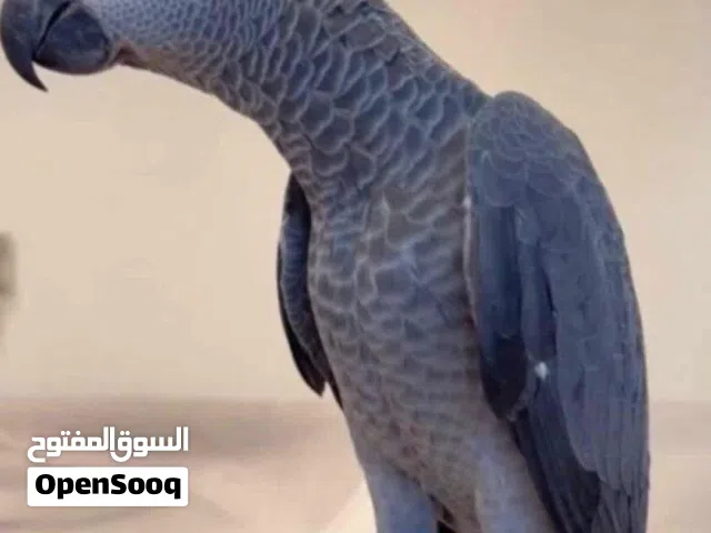 كاسكو فرخ للبيع