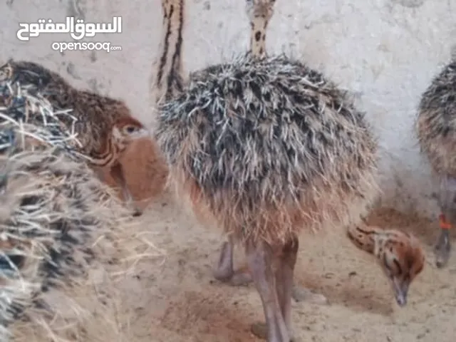 كتكوت نعام