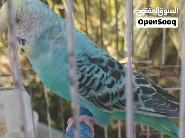متوفر 2 اينات بقلينو الون تبارك الله  مصوقرات الاتنين انشاء الله