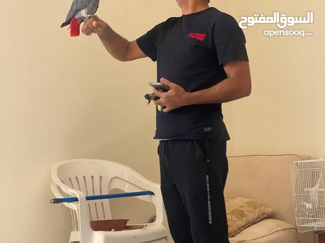 كاسكو أفريقي