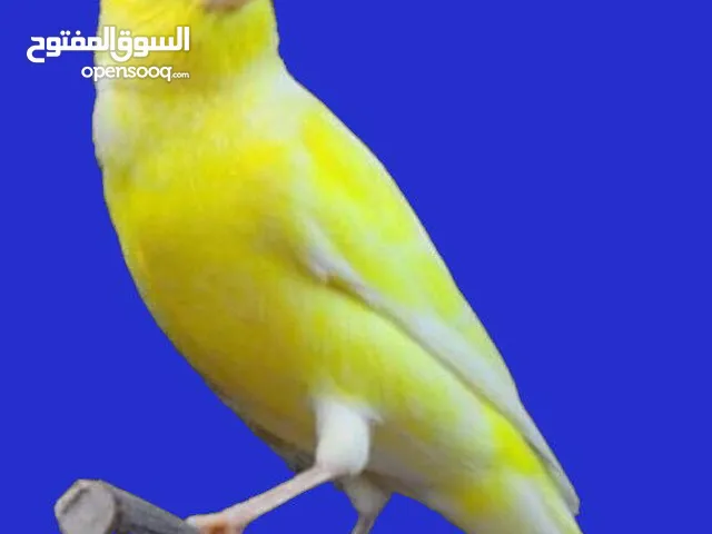 كناري موزاييك فول