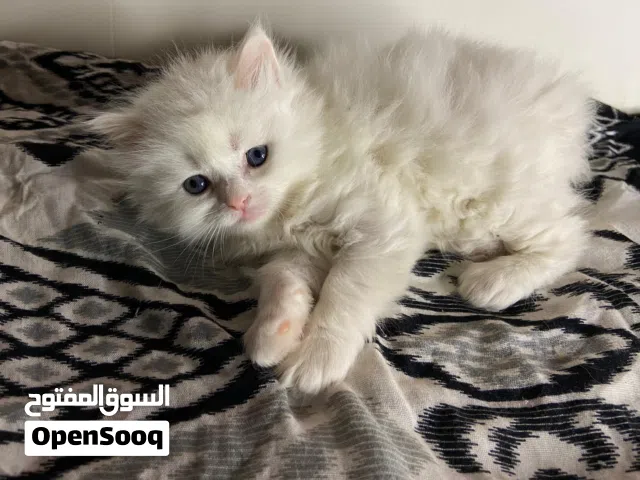 قطط صغيره بعيون كريستالي صلاتي على النبي