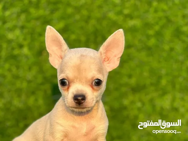 كلاب شيواوا للتبني في الإمارات : جميع الأعمار : كلاب صغيرة