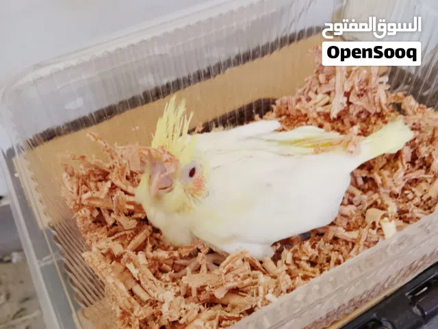 متوفر مجموعة كوكتيل لتينو عين حمرا ترويض حاجه نظيفه وبصحه ممتازه بي بضعته تامه حافظه وماكله وشرنقه