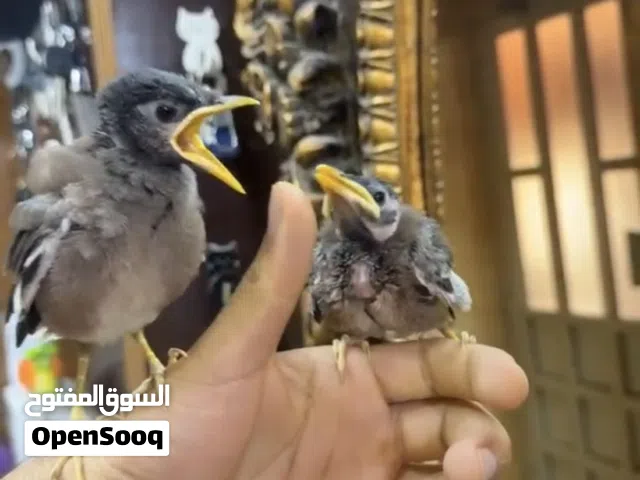 للبيع فروخ مينه