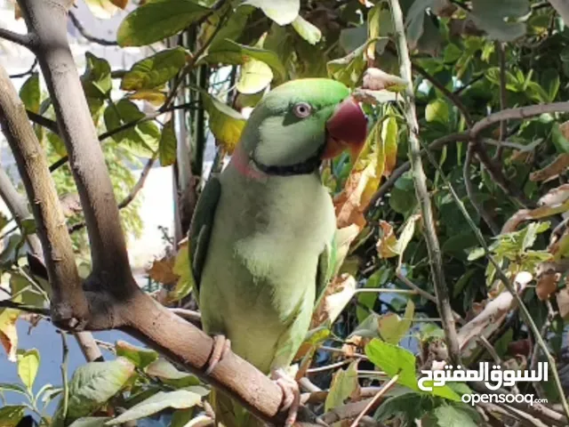 متو نيبالي للبيع