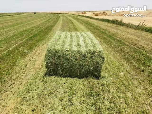 برسيم صافي الوزن يبدا من 17 الى 35 الطول يتروح بين ال80 والمتر شد جندير متوفر الشحن لجميع انحاءمملكه