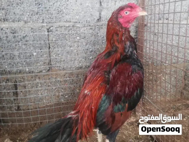 البيع ديك بكستاني18