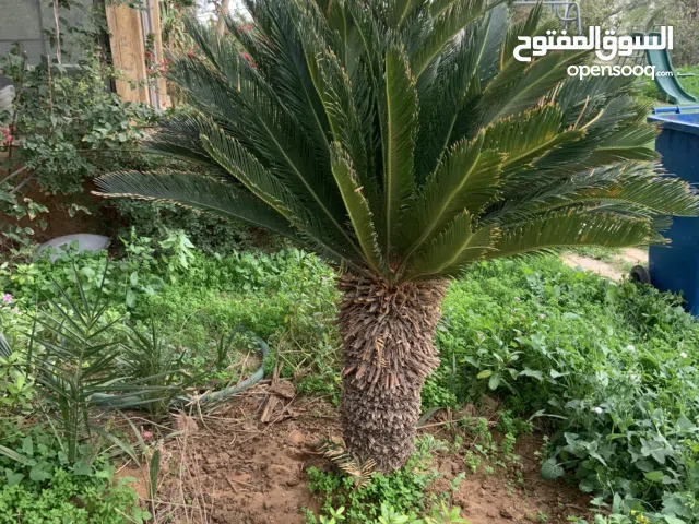 شجر سيكاس عمر 10 سنوات