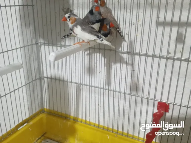 طيور جنه للبيع