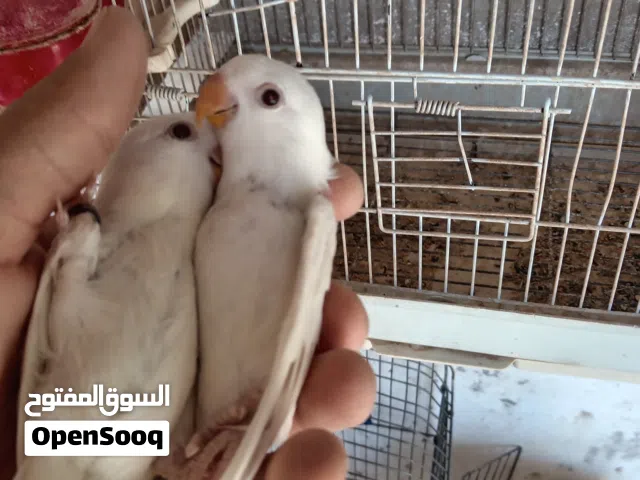فراخ روز البينو بيور عين حمرا إقرأ التفاصيل في الاعلان قبل التواصل معي موجودات في الرصيفه حي الرشيد