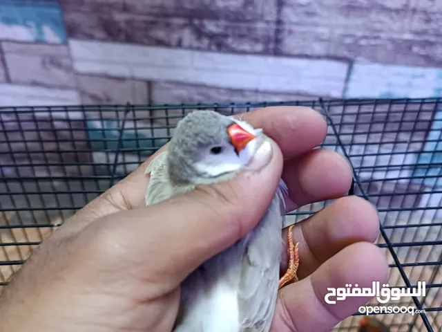 زوج فنجس جامبو خشن