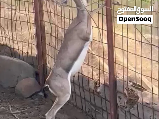 غزال للبيع ذكر
