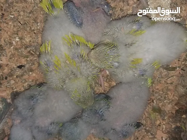 فراخ ببغاء الكويكر لي التاكيل اليداوي اكادير