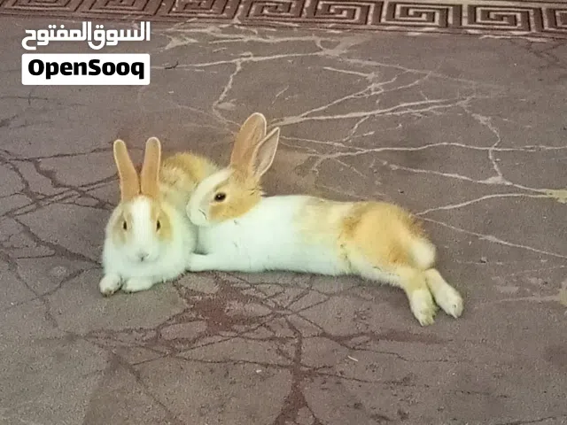 ارانب بعمر 3اشهر