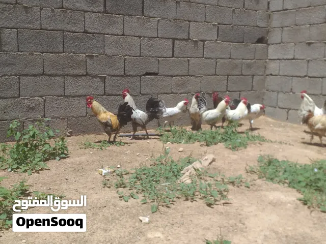 10ديوك البيع