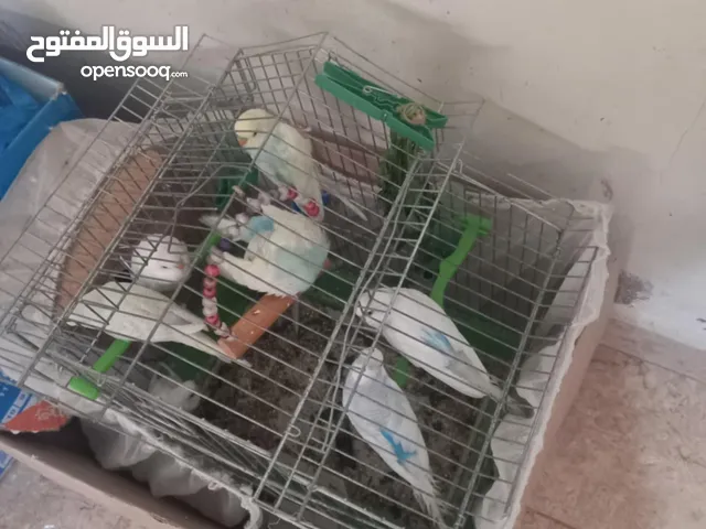 7طيور حب للبيع بدون القفص