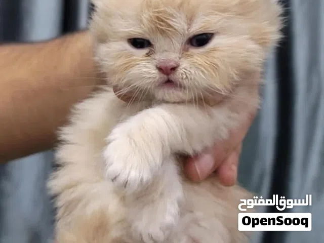 قطط صغيره للبيع