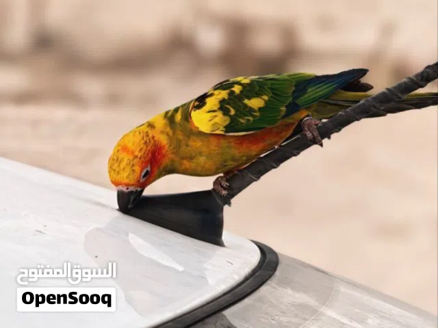 صن كنيور هدد خارجي وداخلي  بطل لمحبين النوادر