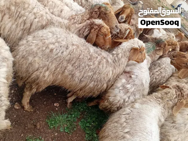 ملاحم ابو وديع