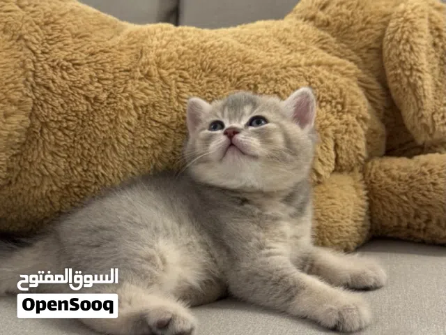 قطط للبيع سكوتش فولد و سكوتش ستريت