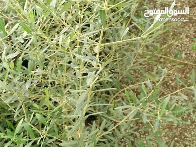 شتلات الزيتون