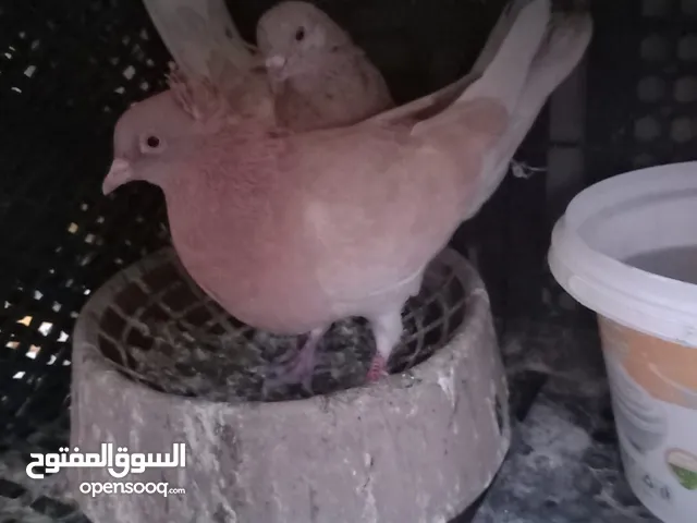 حمام لوت لبيع اسعر التك ب4