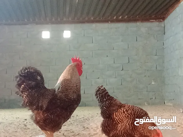 دجاج روك 1000000000099