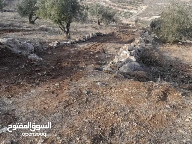 ارض زيتون للبيع في خلة ابو سليمان