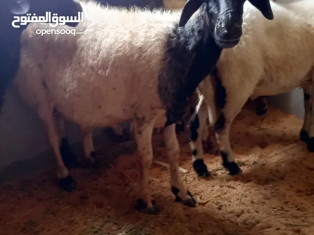 خمسة نعجات للبيع عشارة في شهرين يادن الله