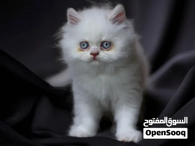 أنثى هملايا اورنج ع بيرشن